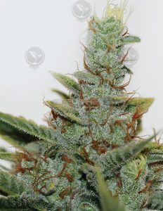 th-seeds-akorn-feminized