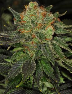 Th-seeds-bubblegum