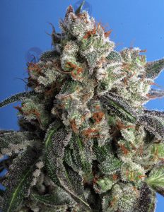 th-seeds-burmese-kush