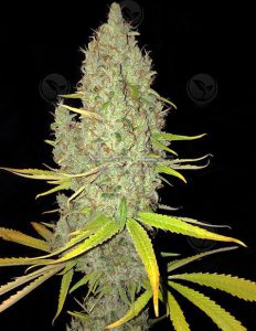 Th-seeds-chicle-feminized