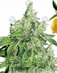Auto Flower Feminized Seeds