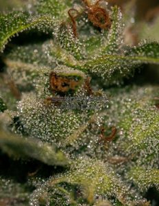 th-seeds-darkstar