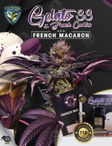 French macaron bonus pack (feminized) - t. H. Seeds