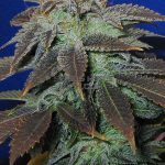 Heavy Duty Fruity (Regular) - T.H. Seeds
