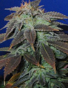 Breeder of the Month