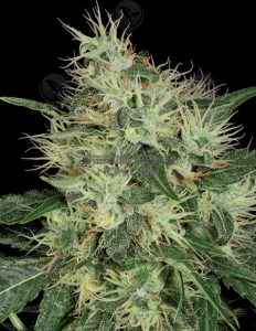 Th-seeds-lambo