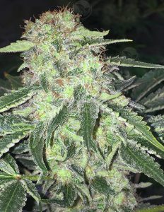 th-seeds-lasage-cbd-feminized