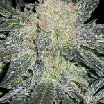 Mendocino Madness (Regular) - T.H. Seeds