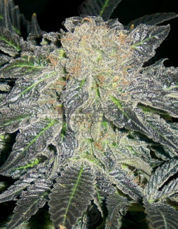 th-seeds-mendocino-madness