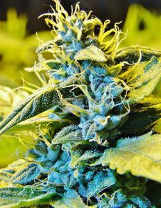 Th-seeds-northern-hog_3f621e0e-c69f-458f-8a08-acd3539301db. Jpg