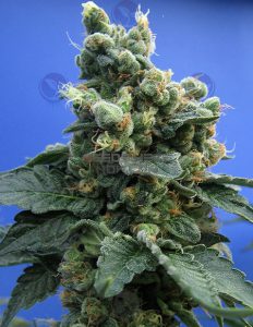 th-seeds-sage-n-sour