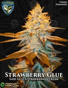 Strawberry glue (feminized) - t. H. Seeds