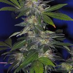 The HOG (Regular) - T.H. Seeds
