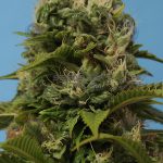 Wreckage (Regular) - T.H. Seeds