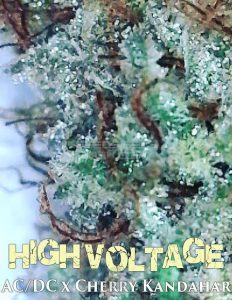 Seed-kompany-high-voltage