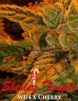 The Seed Kompany - Shirley Temple {REG} [6pk]