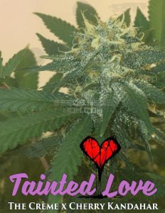 The-seed-kompany-tainted-love_d346cb80-9605-49ef-a39c-33027f8d1e31. Jpg