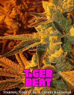 The Seed Kompany - Tiger Beat {REG} [6pk]