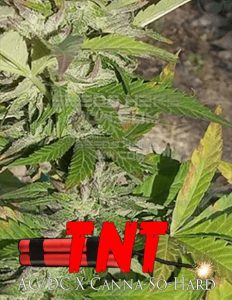the-seed-kompany-tnt_5132bed2-3683-46f1-aa2a-643fec6db108.jpg