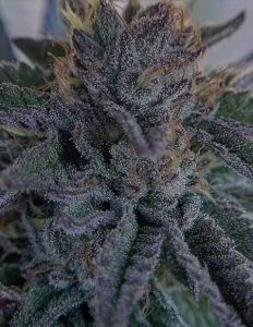 Banana Breath (Regular) - Thug Pug Genetics