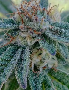 Peanut Butter Breath (Regular) - Thug Pug Genetics