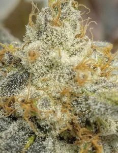 Sophies breath (regular) - thug pug genetics