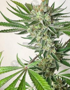 thunderfudge-genetics-sweet-and-sour-chem_f3392626-bd81-47b2-bff7-1827ab9c1c1e.jpg