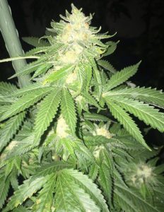 Autoflowering-feminized-seeds