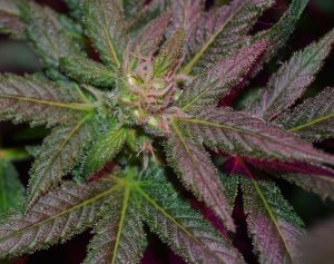 Top-dawg-seeds-star-dawg-ix_0085ecbf-0bdd-4435-bc92-1ae1b284f38f. Jpg