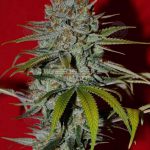 Arise (Regular) - Irie Genetics
