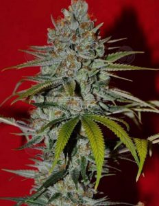 irie(space)genetics(space)arise