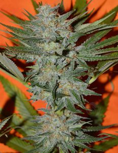 Dragon punch (regular) - irie genetics