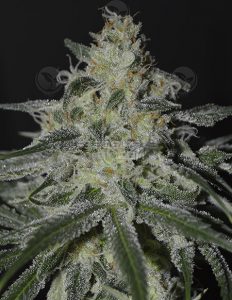 Firefly (regular) - irie genetics