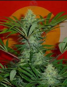 irie-genetics-golden-goat-bx1