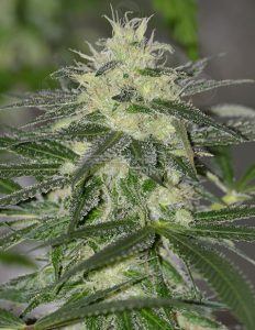 Lemon sunrise (regular) - irie genetics