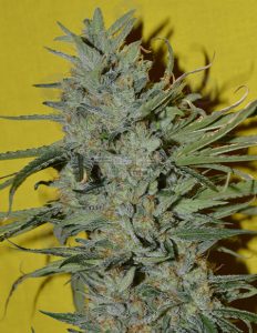 Sonic boom (regular) - irie genetics