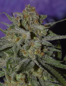 Storm shadow (regular) - irie genetics