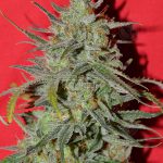 Strawberry Burst (Regular) - Irie Genetics