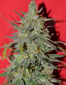 irie-genetics-strawberry-sunburst