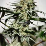 Sunkiss (Regular) - Irie Genetics