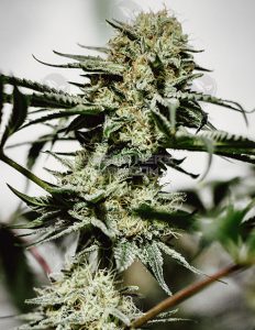 irie-genetics-sunkiss