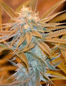 Sunshine girl (regular) - irie genetics