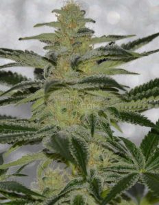 The cream (regular) - irie genetics