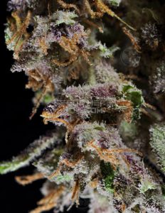 Blueberry f5 (regular) - dj short seeds