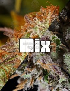 Blueberry f5 + flo f5 mix (regular) - dj short seeds