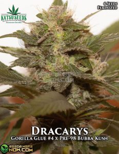 Dracarys (Feminized) (space) Katsu Seeds
