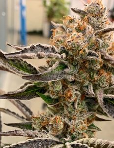 Bad betty (regular) - exotic genetix