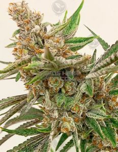 Jungle Fruit (Regular) - Exotic Genetix
