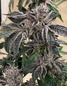 Lip Smacker (regular) - Exotic Genetix