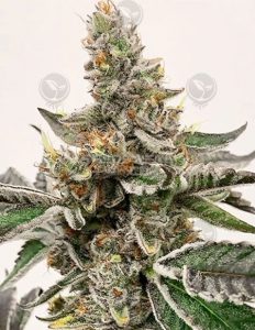 Mike's strawberry lemonade (regular) - exotic genetix